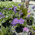 飞鸽蓝盆花 Butterfly Blue Pincushion Flower
