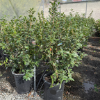 奶油薄荷茶花 Buttermint Camellia