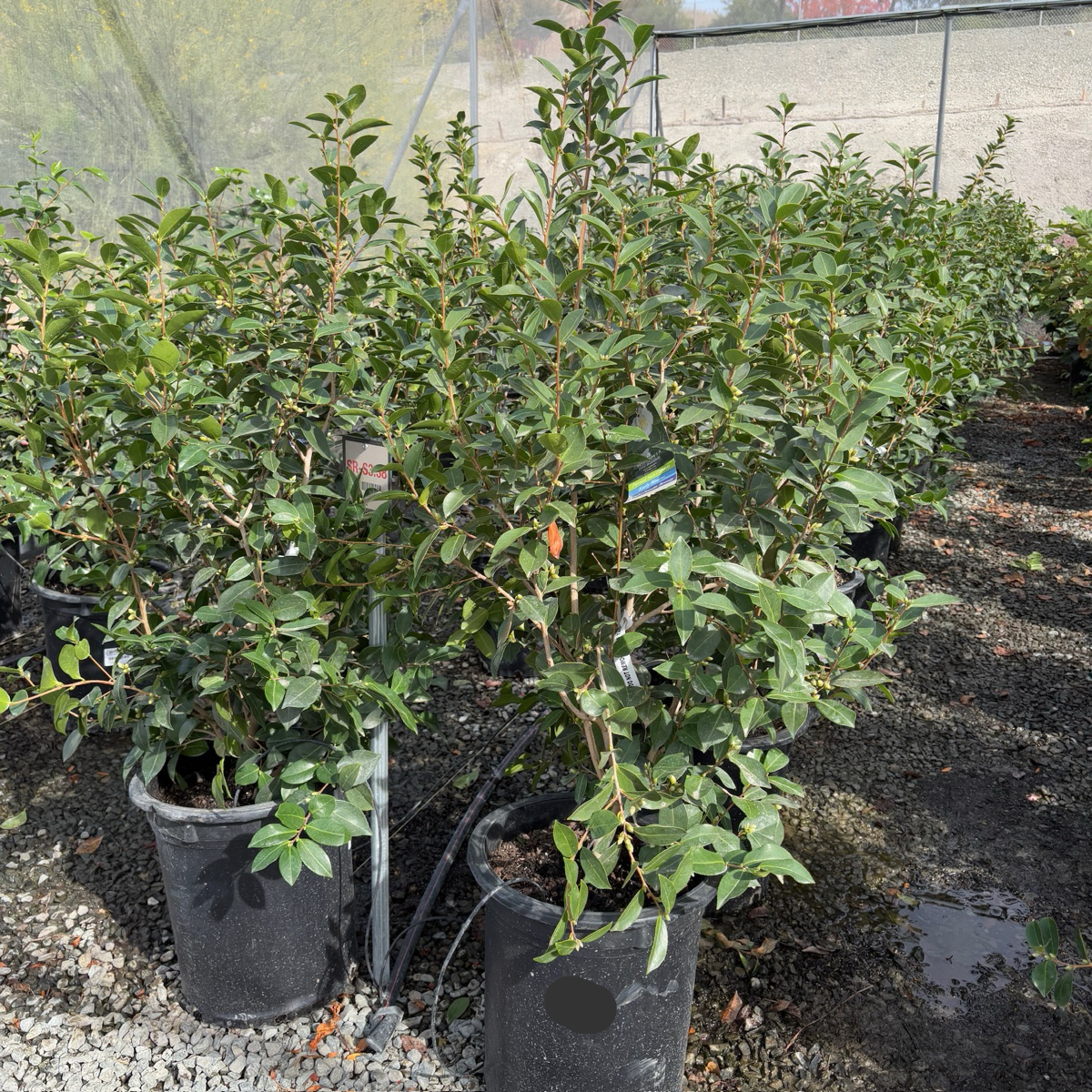 奶油薄荷茶花 Buttermint Camellia