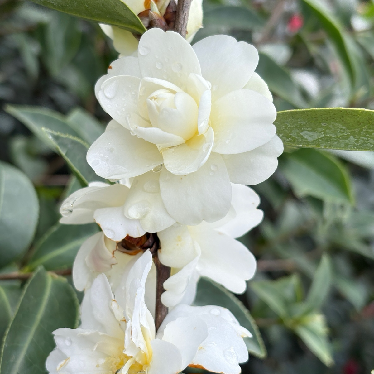 奶油薄荷茶花 Buttermint Camellia