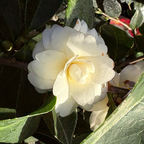 奶油薄荷茶花 Buttermint Camellia