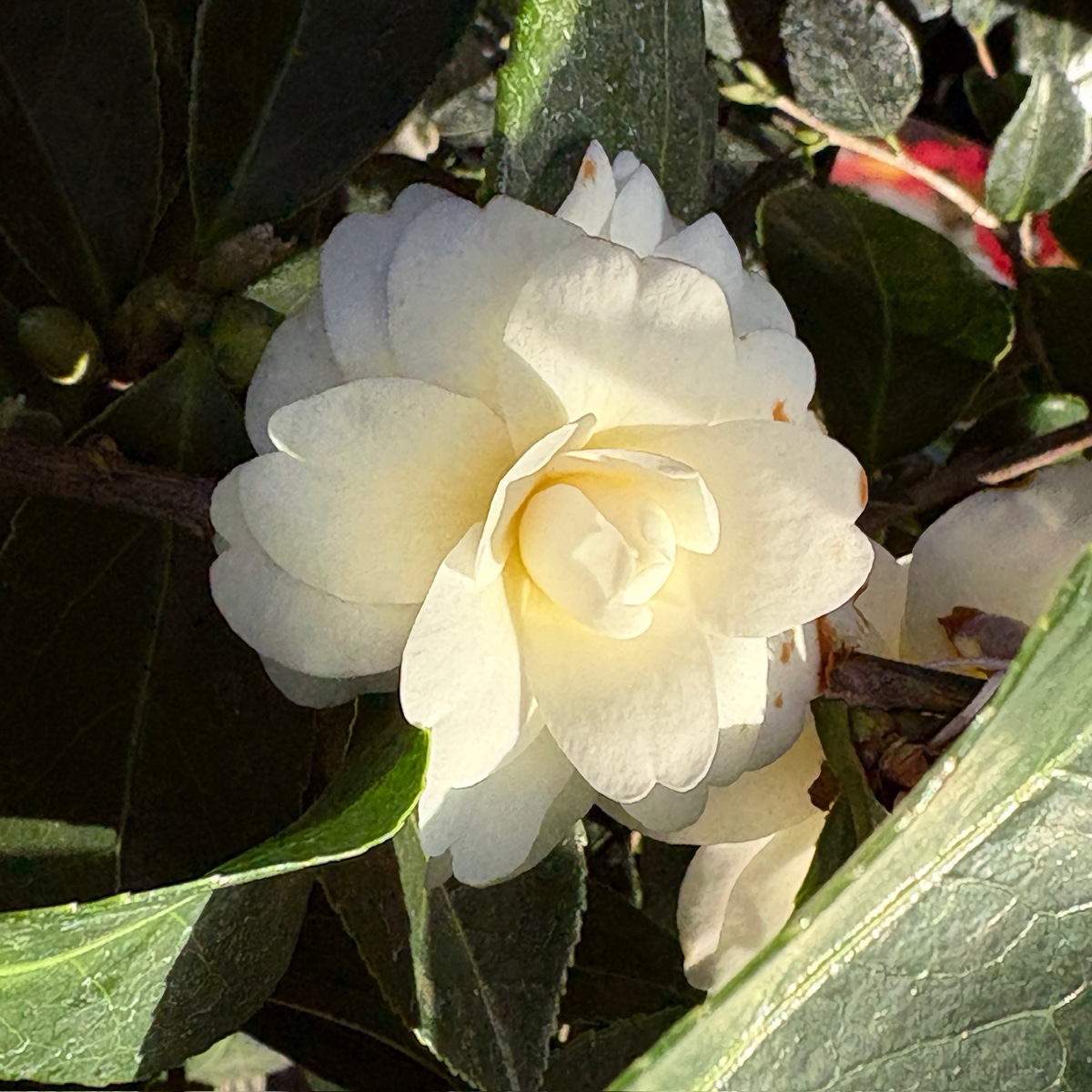 奶油薄荷茶花 Buttermint Camellia