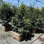 奶油薄荷茶花 Buttermint Camellia