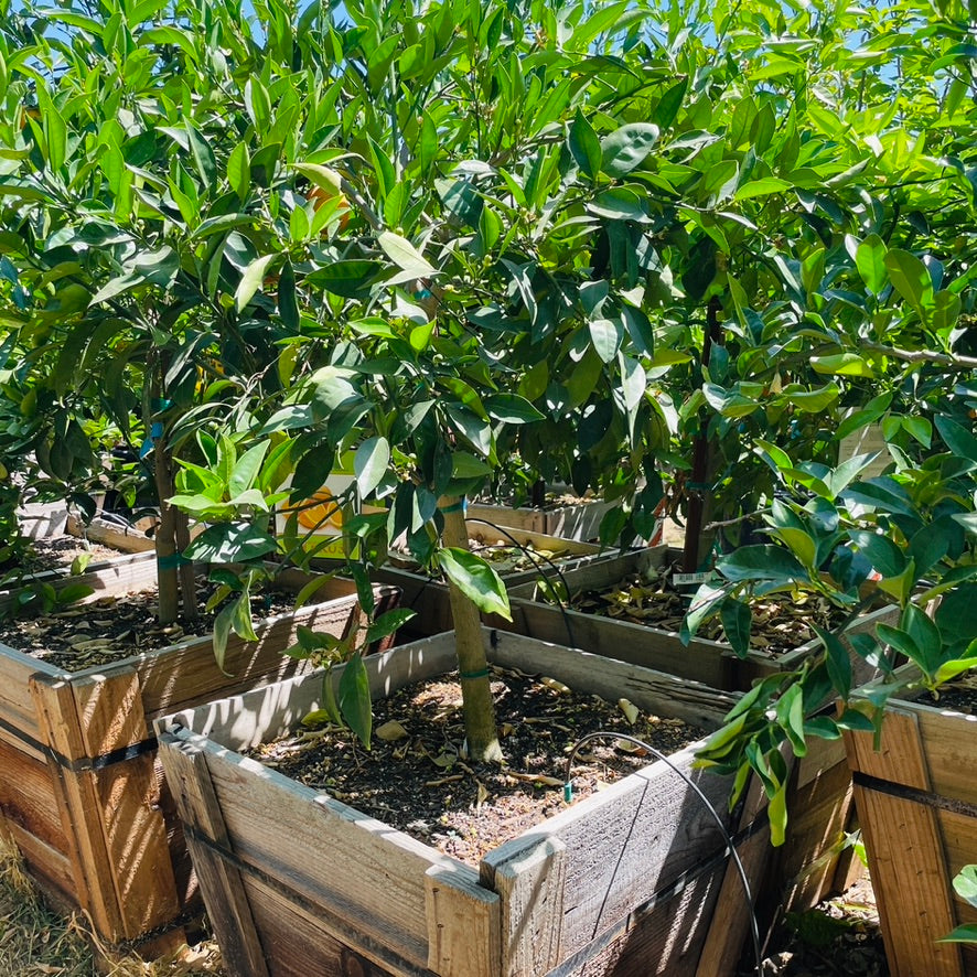 Orange Tree - Washington Navel Orange