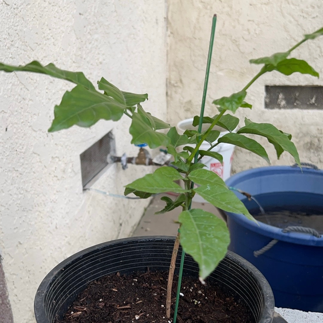 鸡心黄皮