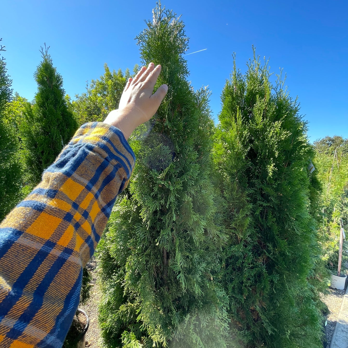 Thuja sutchuenensis - Green Emerald Cypress