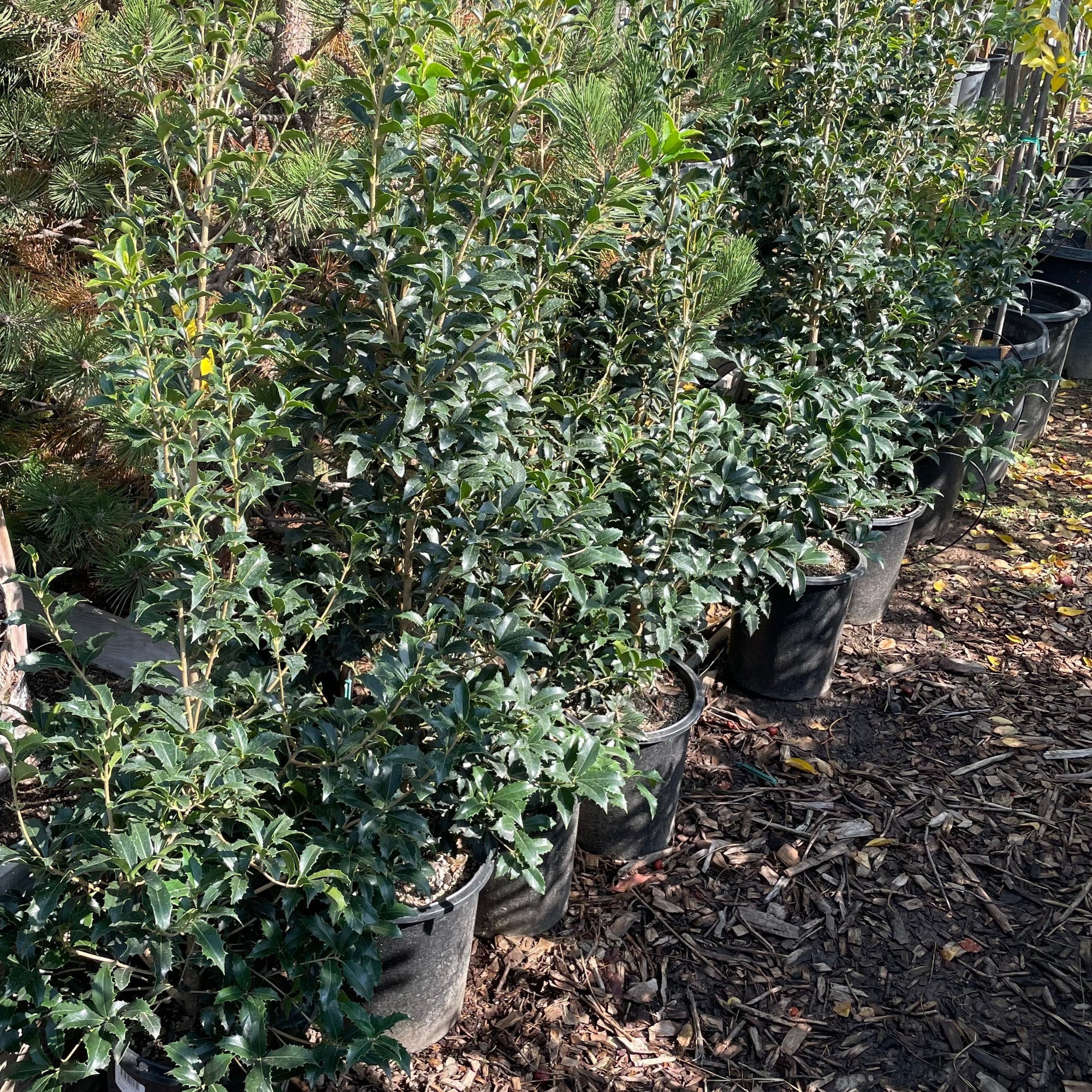 Osmanthus Gulftide