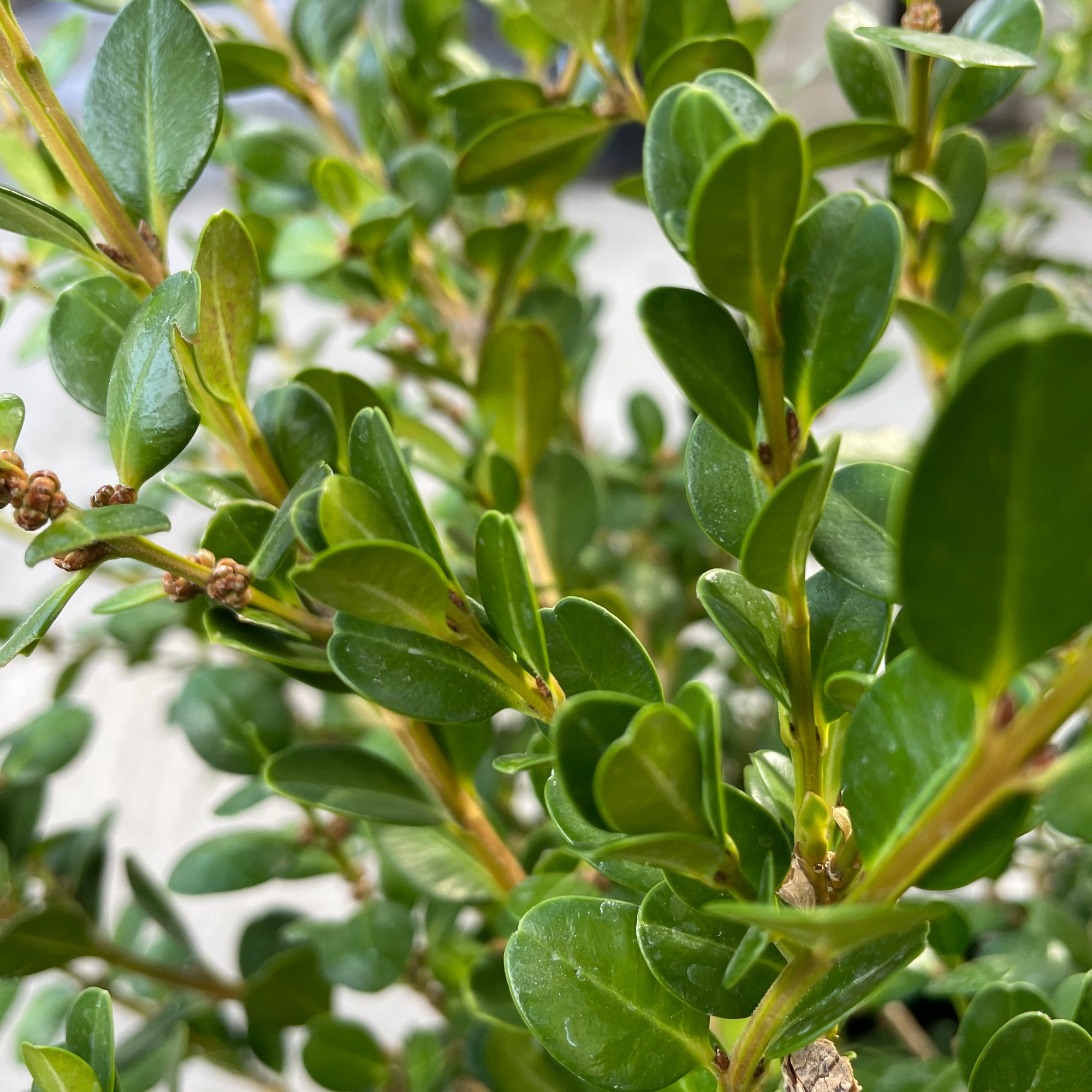 Japanese Boxwood