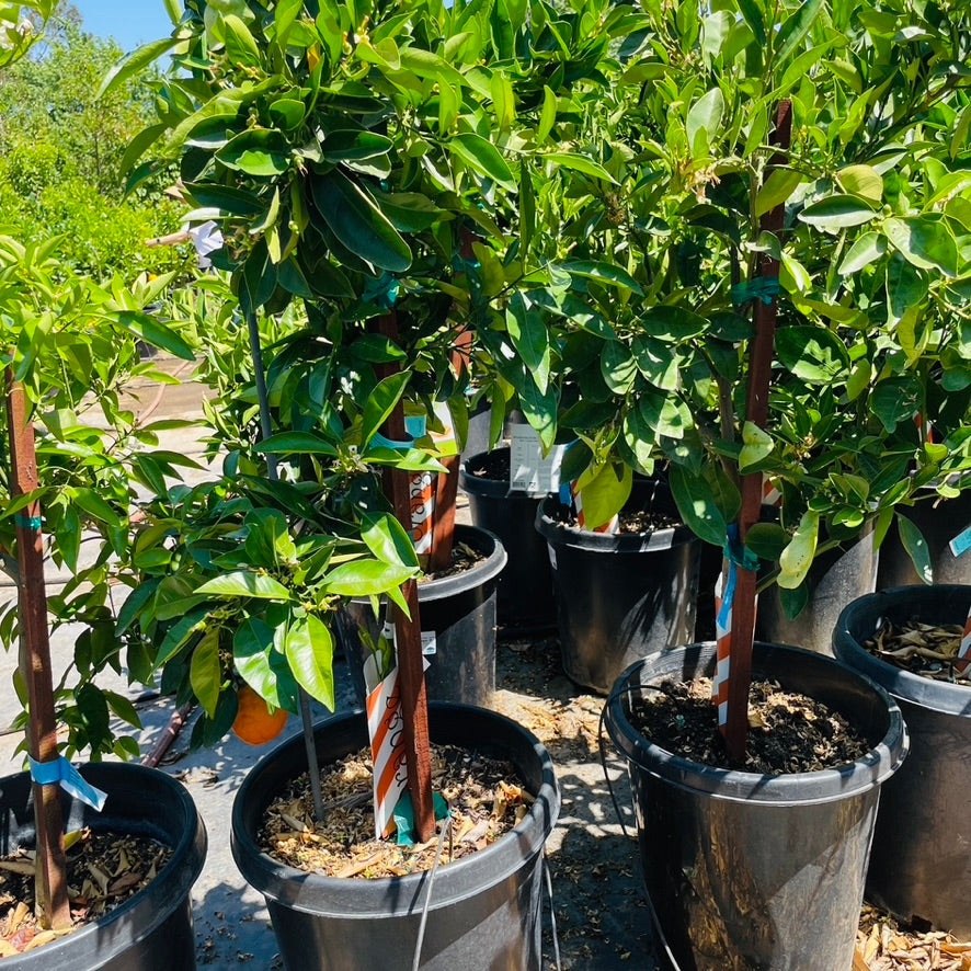 Orange Tree-Late Ripening Navel Orange