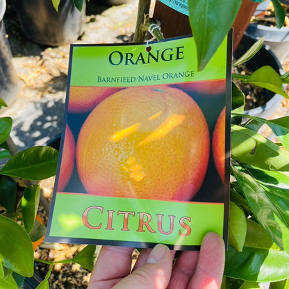 Orange Tree-Late Ripening Navel Orange