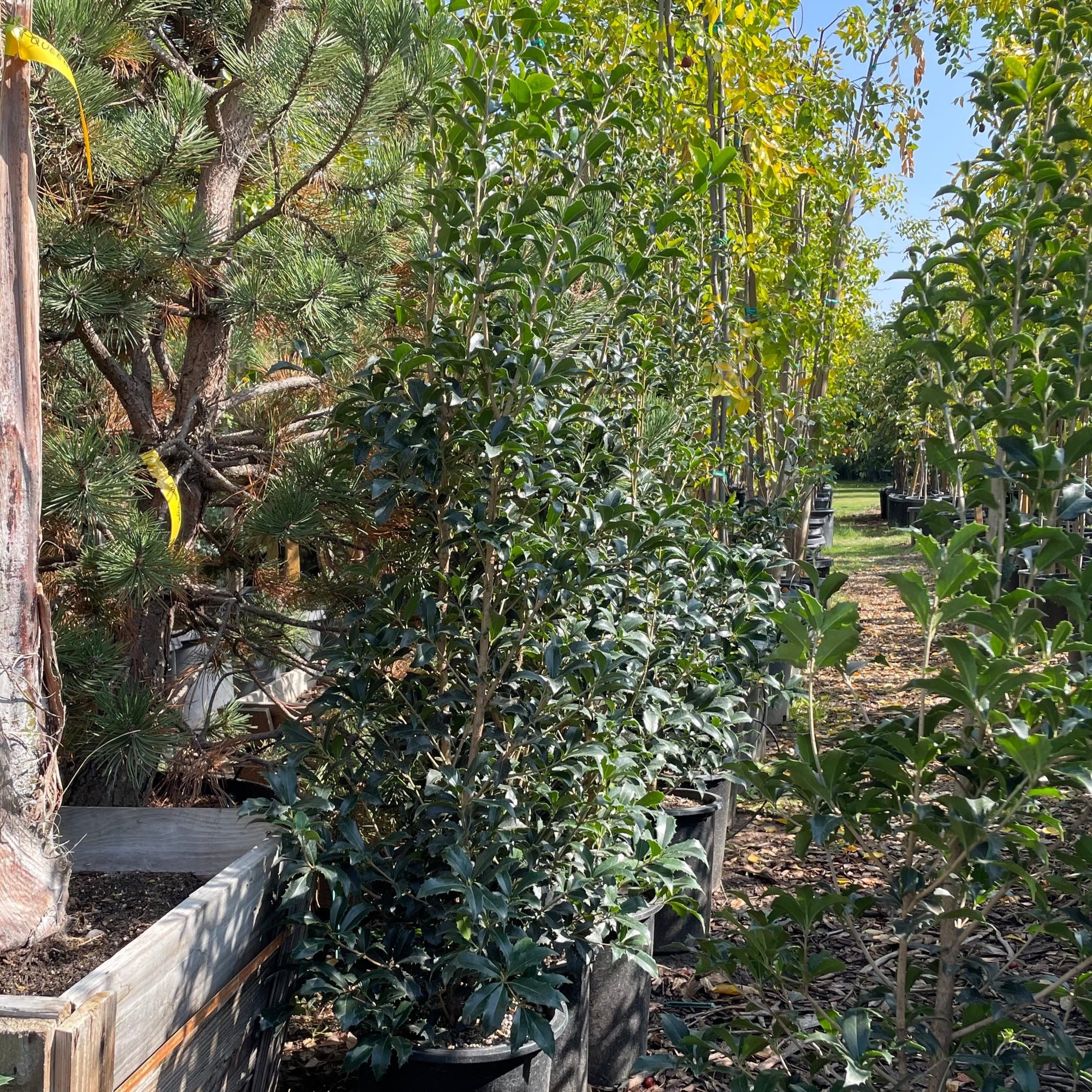 Osmanthus Gulftide
