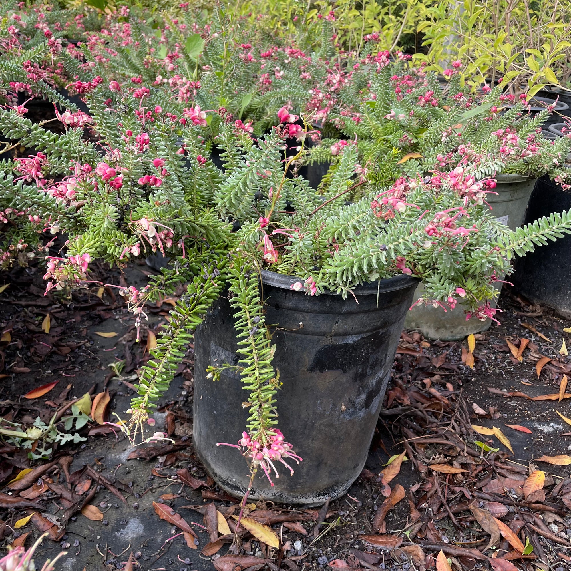 Mt.Tamboritha Woolly Grevillea