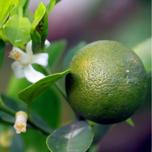 Calamondin Citrus
