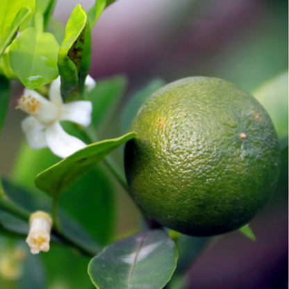 Lime Tree-Small Lime·Four Seasons Orange