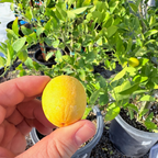 小青柠 Calamondin Citrus