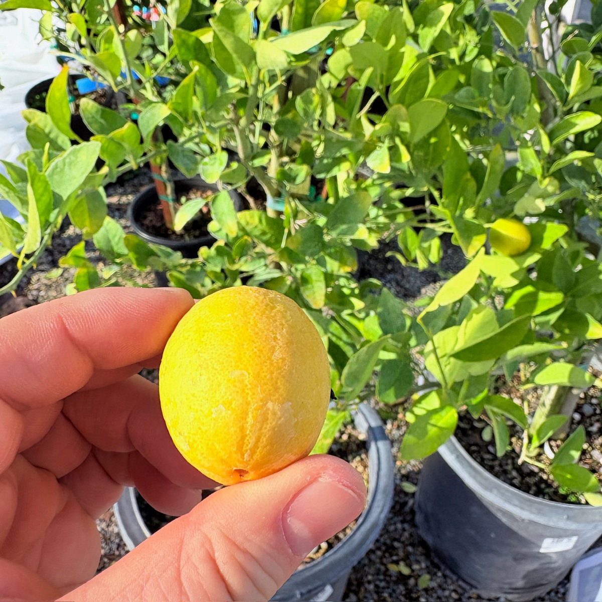 小青柠 Calamondin Citrus