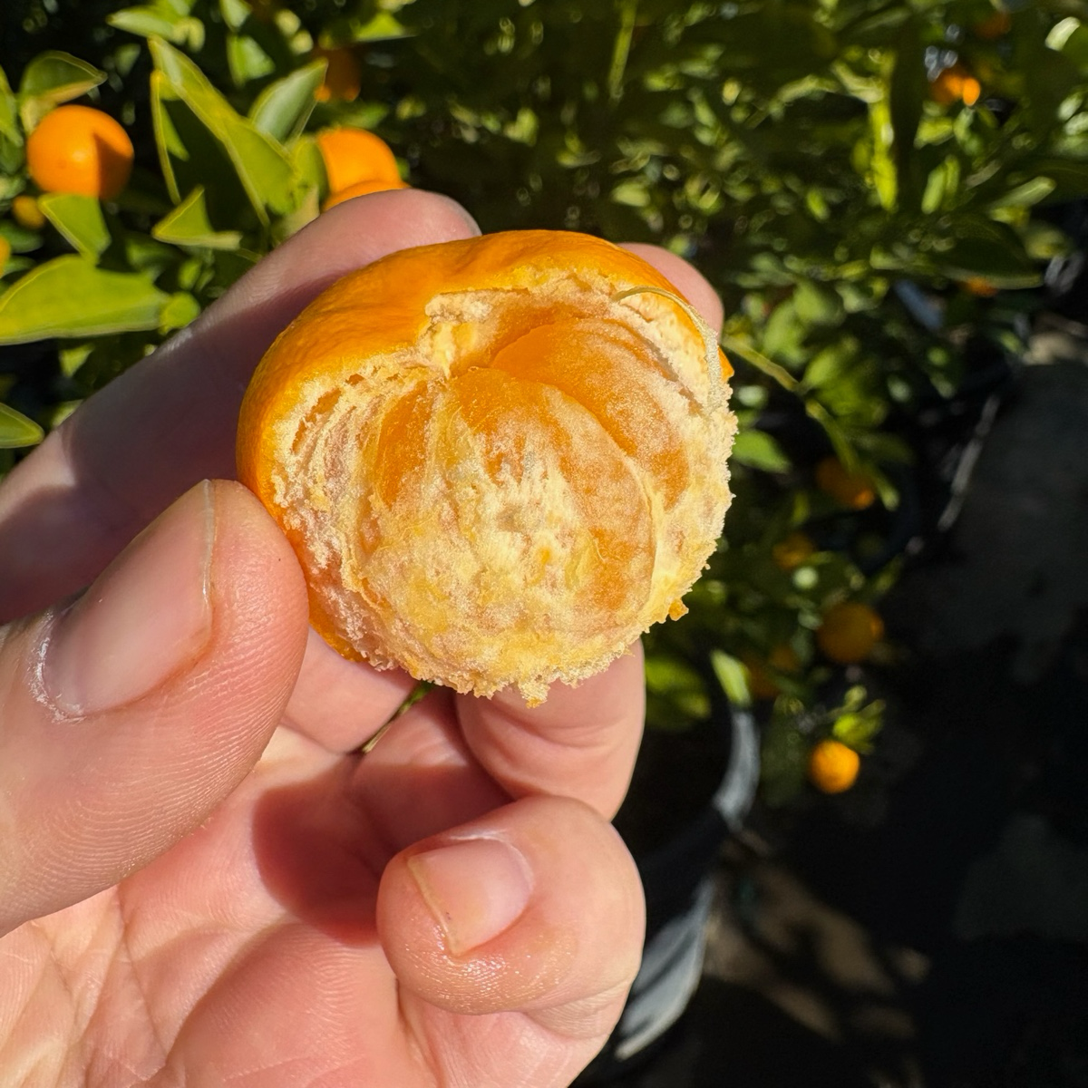 小青柠 Calamondin Citrus