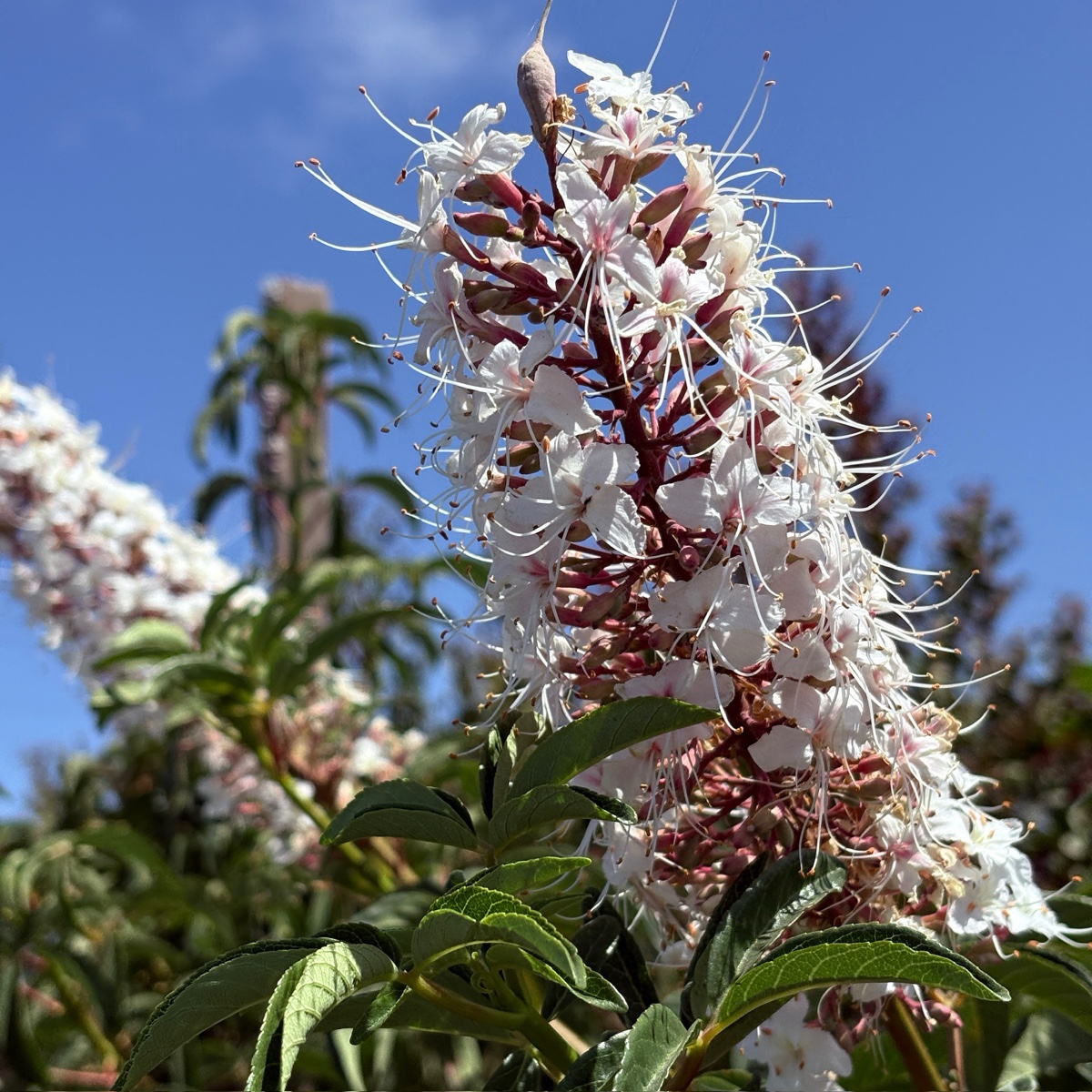 加州七叶树 California Buckeye