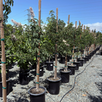 加州七叶树 California Buckeye