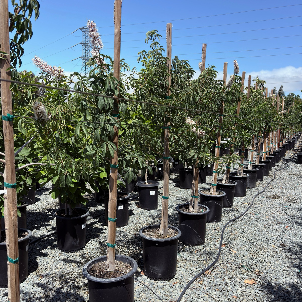 加州七叶树 California Buckeye