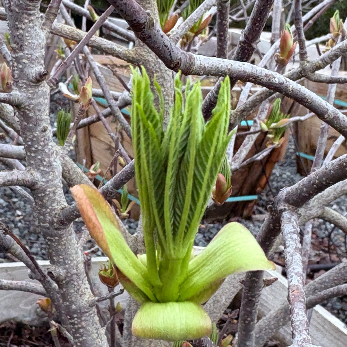 加州七叶树 California Buckeye