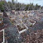 加州七叶树 California Buckeye