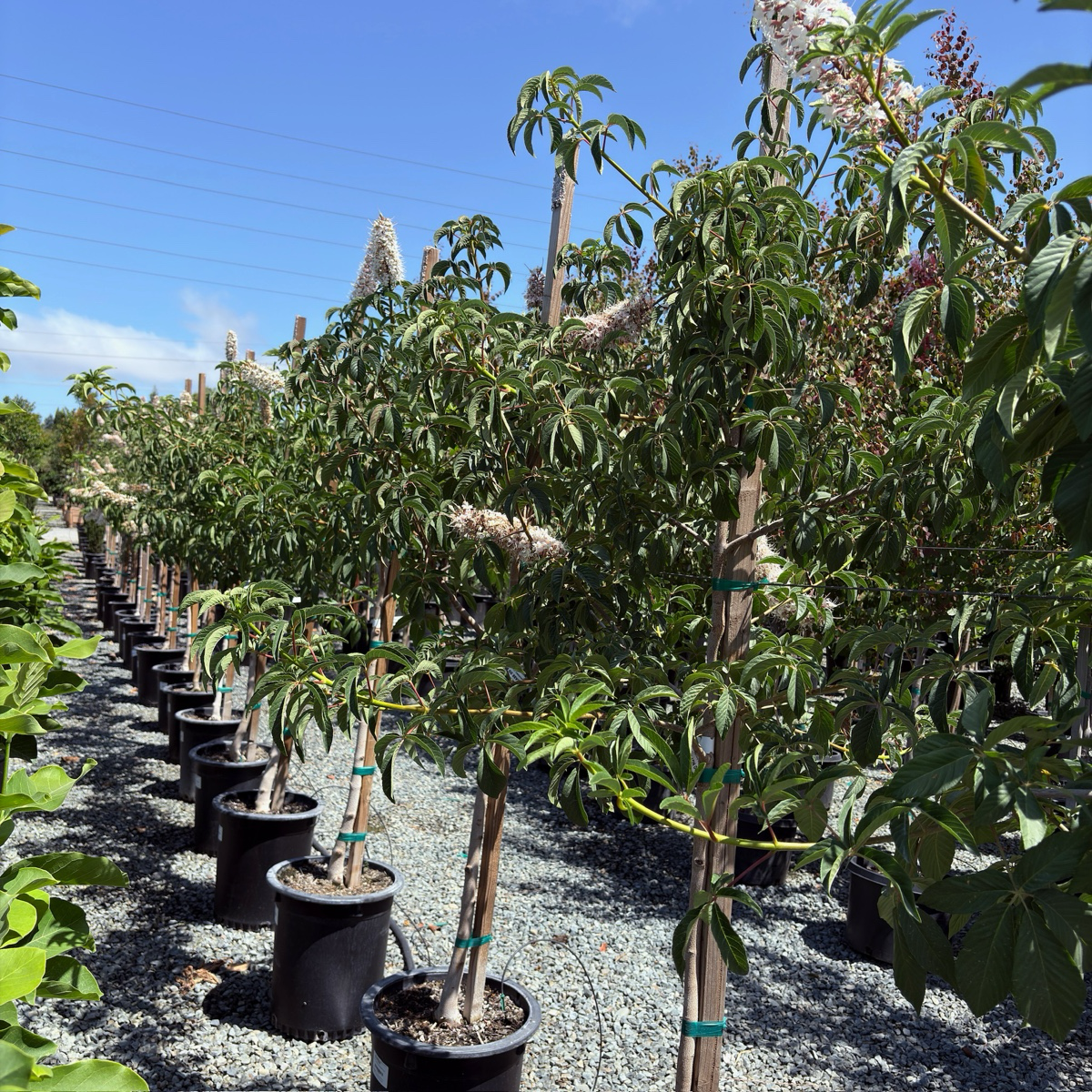 加州七叶树 California Buckeye