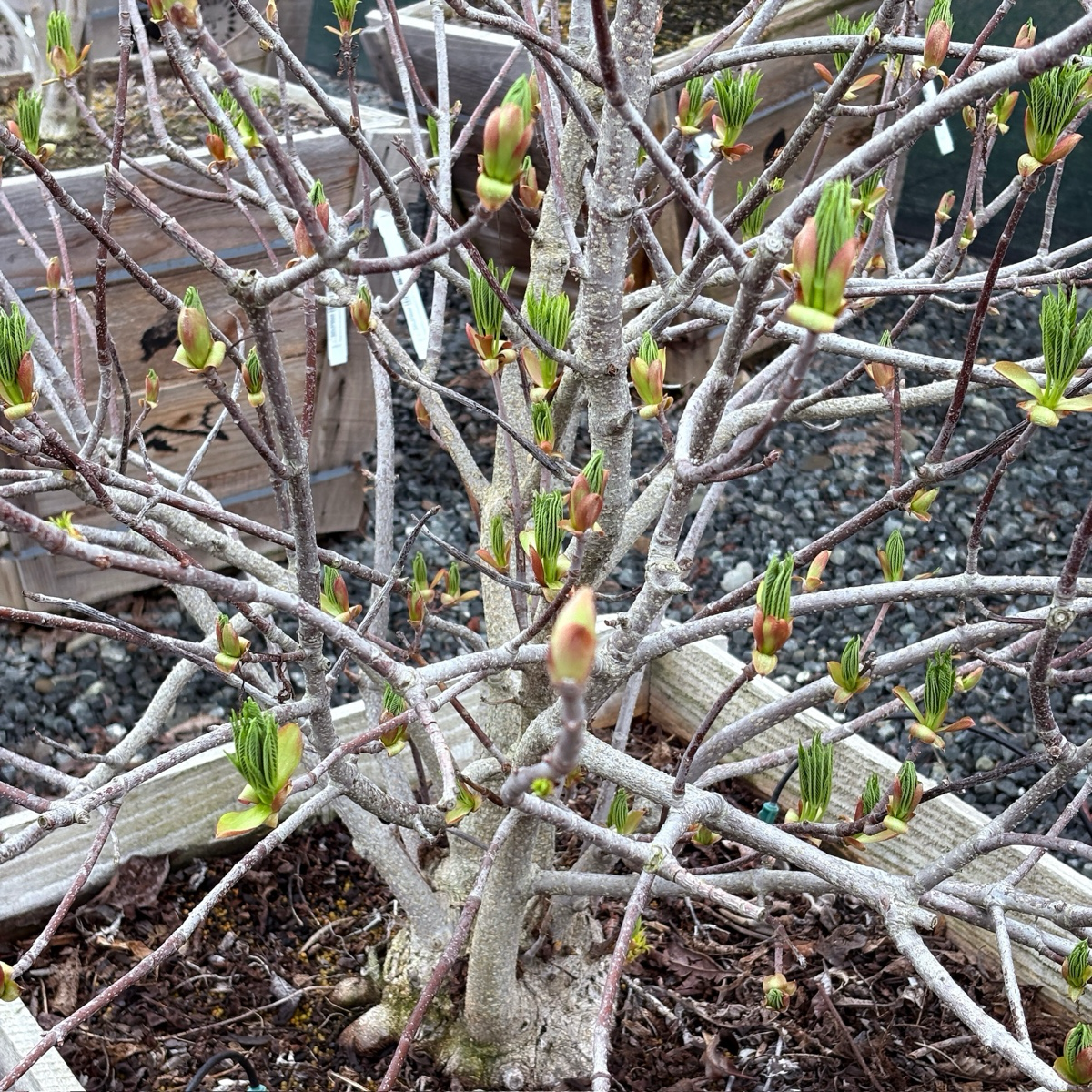 加州七叶树 California Buckeye