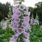 毛地黄 Camelot Lavender Foxglove