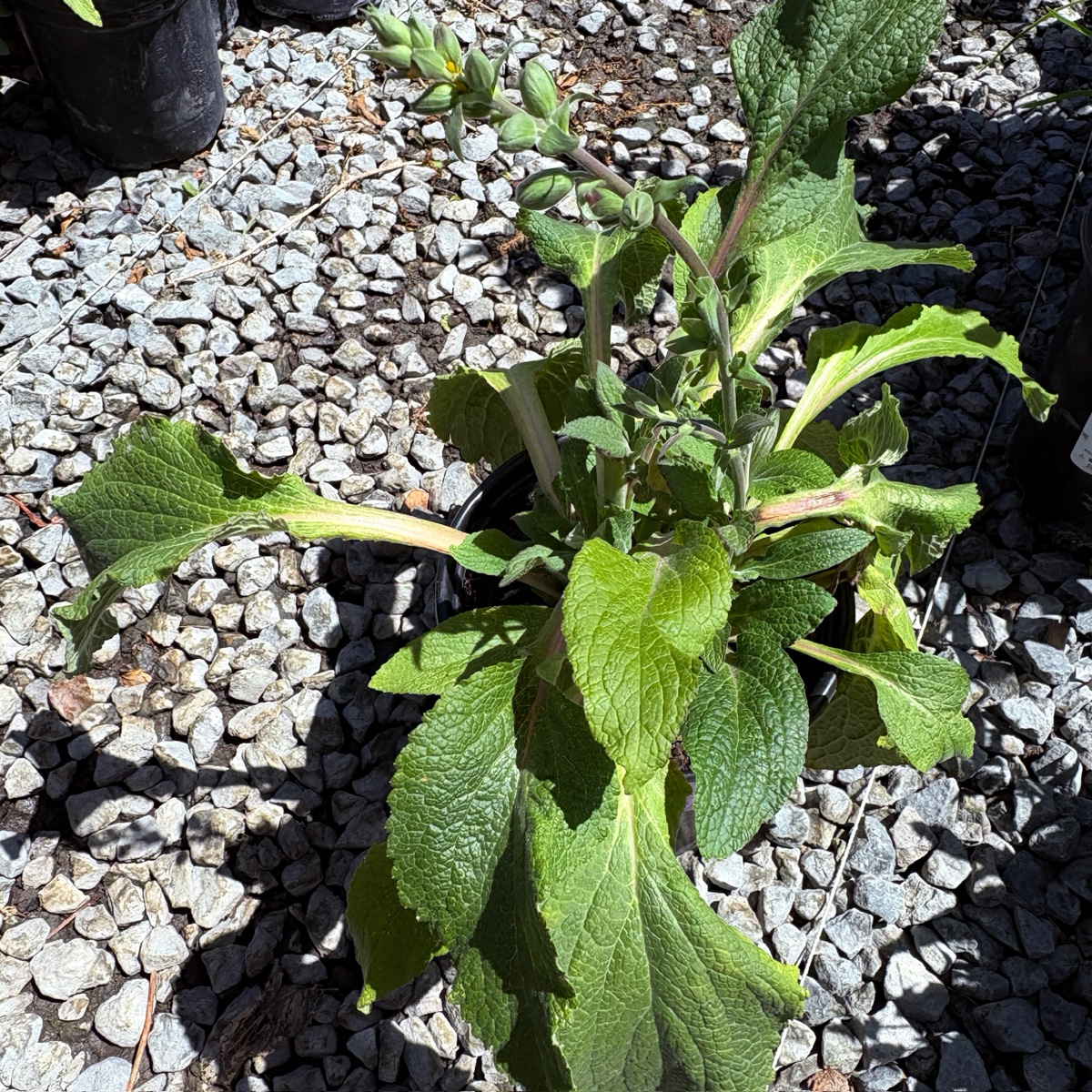毛地黄 Camelot Lavender Foxglove
