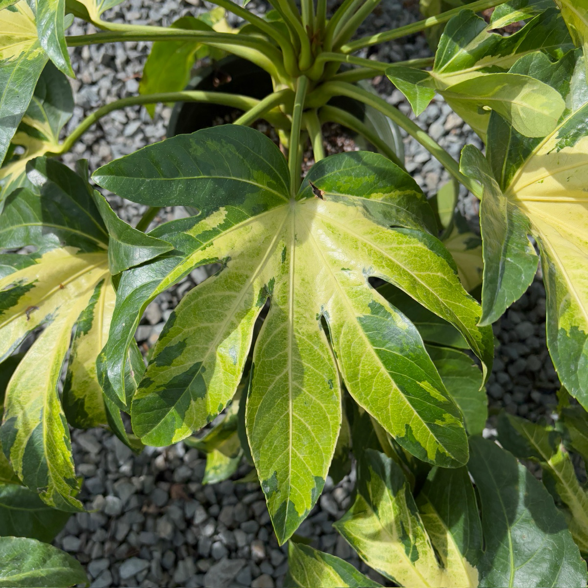 花叶八角金盘 Camouflage Variegated Japanese Aralia