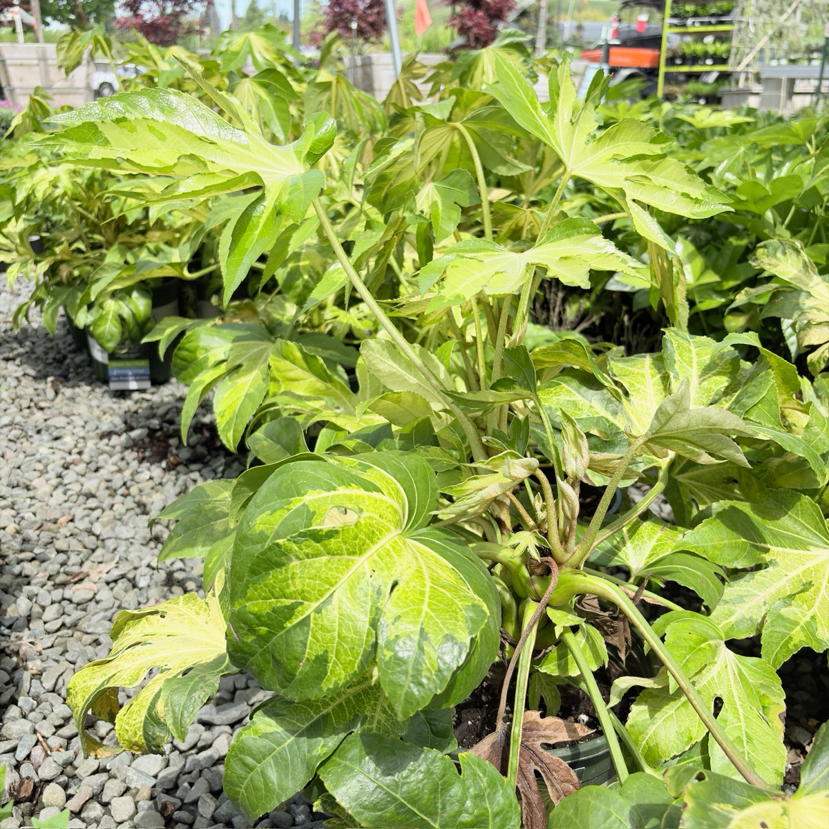 花叶八角金盘 Camouflage Variegated Japanese Aralia