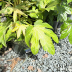 花叶八角金盘 Camouflage Variegated Japanese Aralia