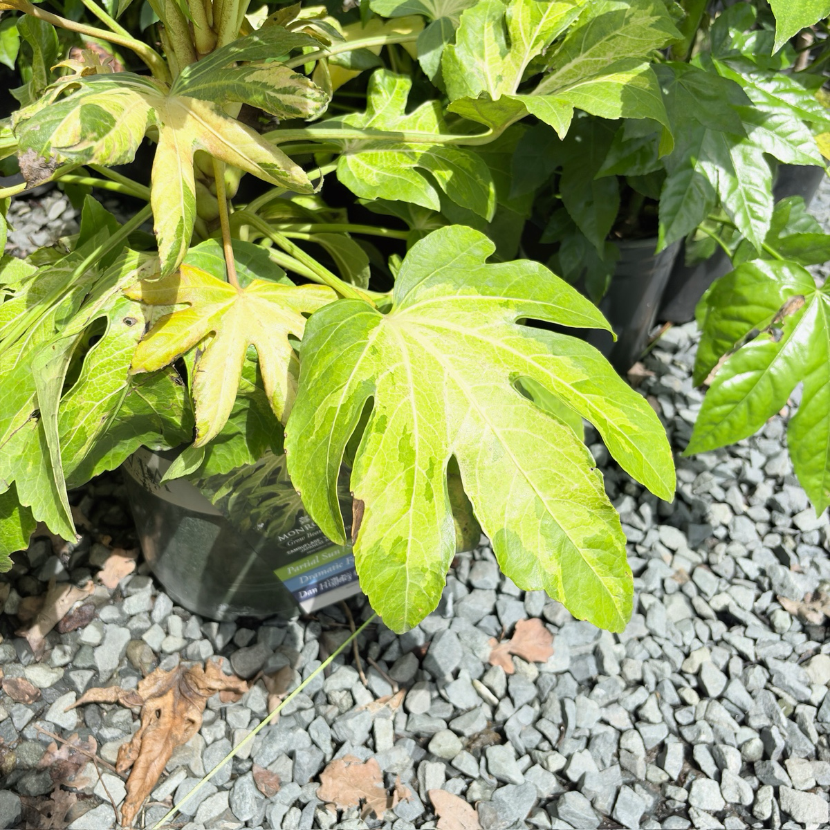 花叶八角金盘 Camouflage Variegated Japanese Aralia