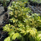 花叶八角金盘 Camouflage Variegated Japanese Aralia