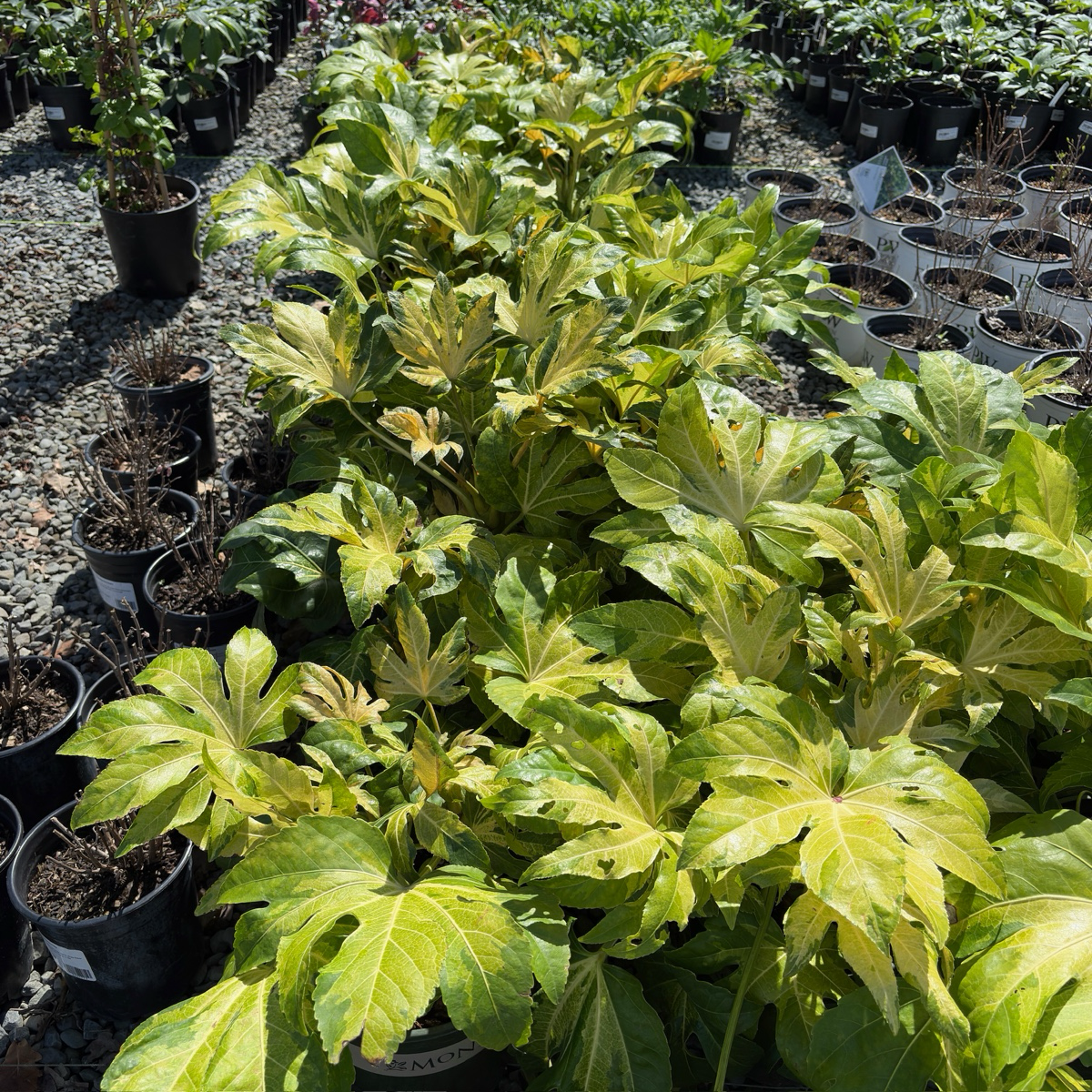 花叶八角金盘 Camouflage Variegated Japanese Aralia