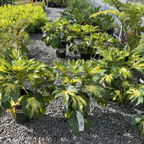 花叶八角金盘 Camouflage Variegated Japanese Aralia