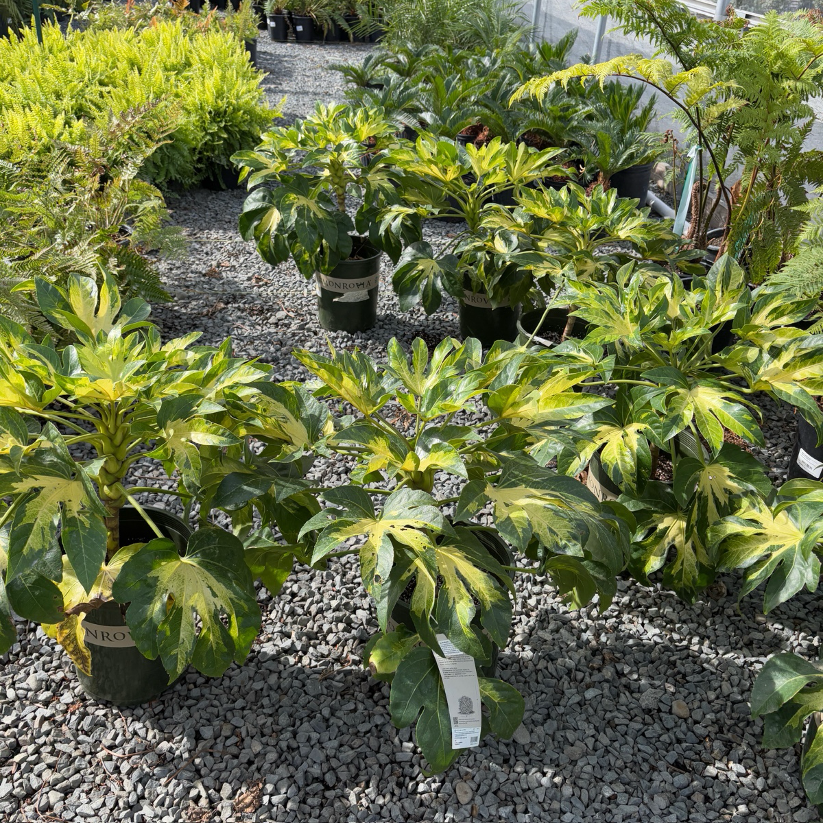 花叶八角金盘 Camouflage Variegated Japanese Aralia