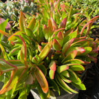 篝火青龙塔 Campfire Crassula