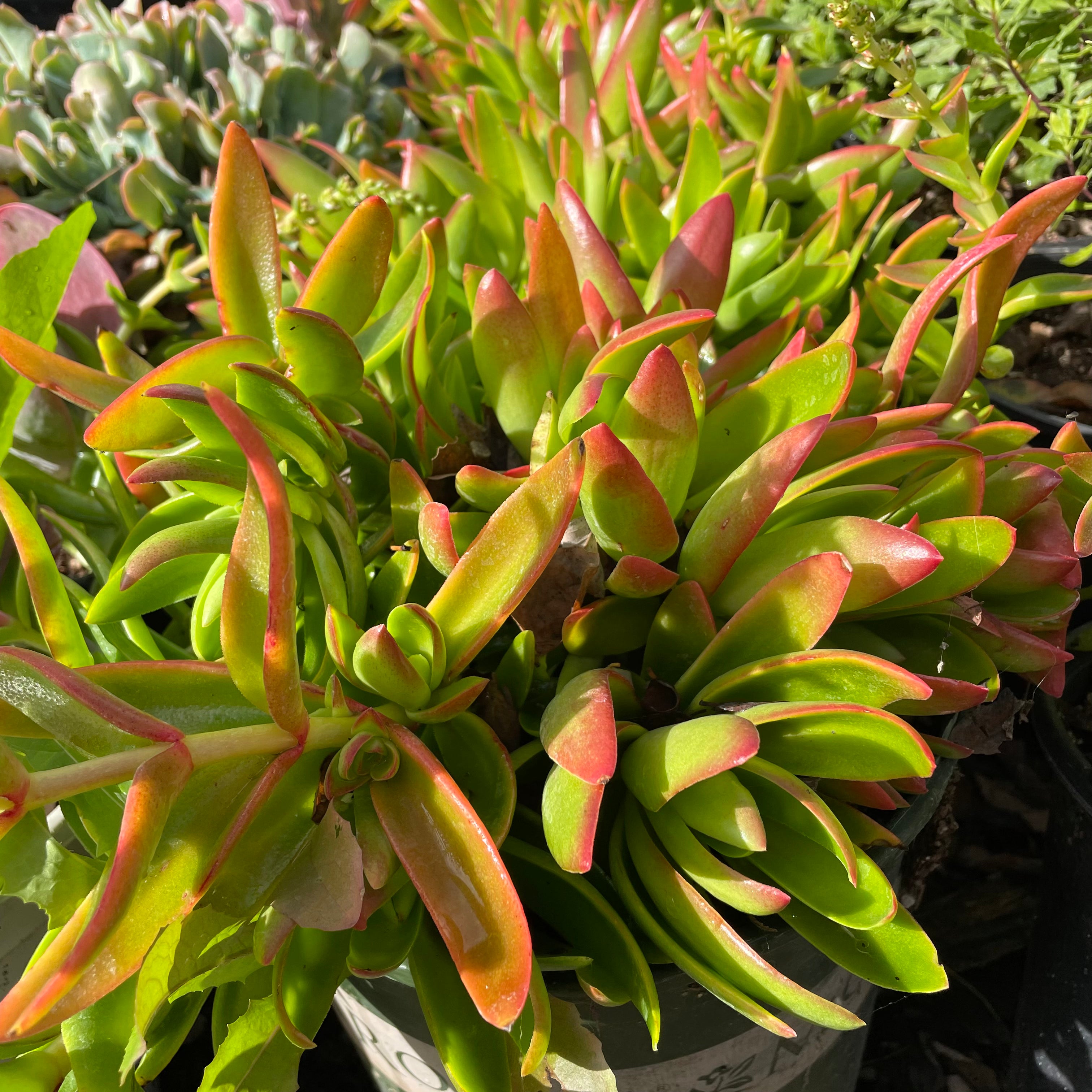篝火青龙塔 Campfire Crassula