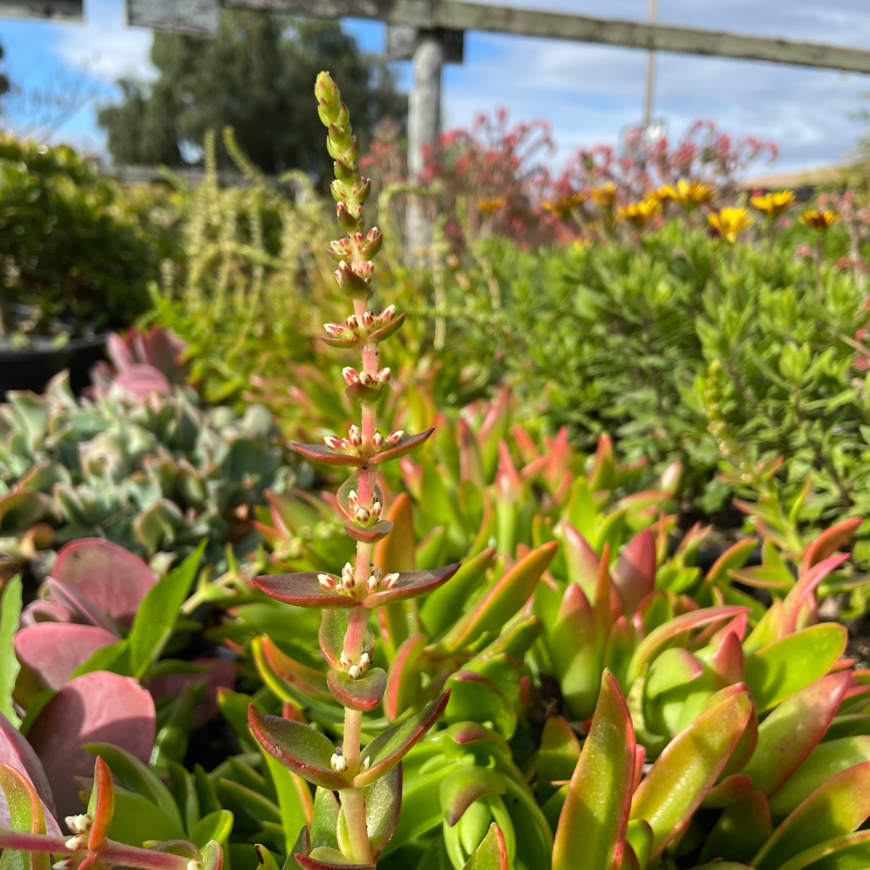 篝火青龙塔 Campfire Crassula