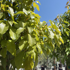 香樟木 Camphor Tree