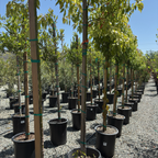 香樟木 Camphor Tree