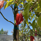 香樟木 Camphor Tree