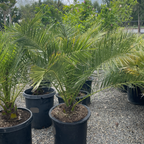 加纳利海枣椰 Canary Island Date Palm