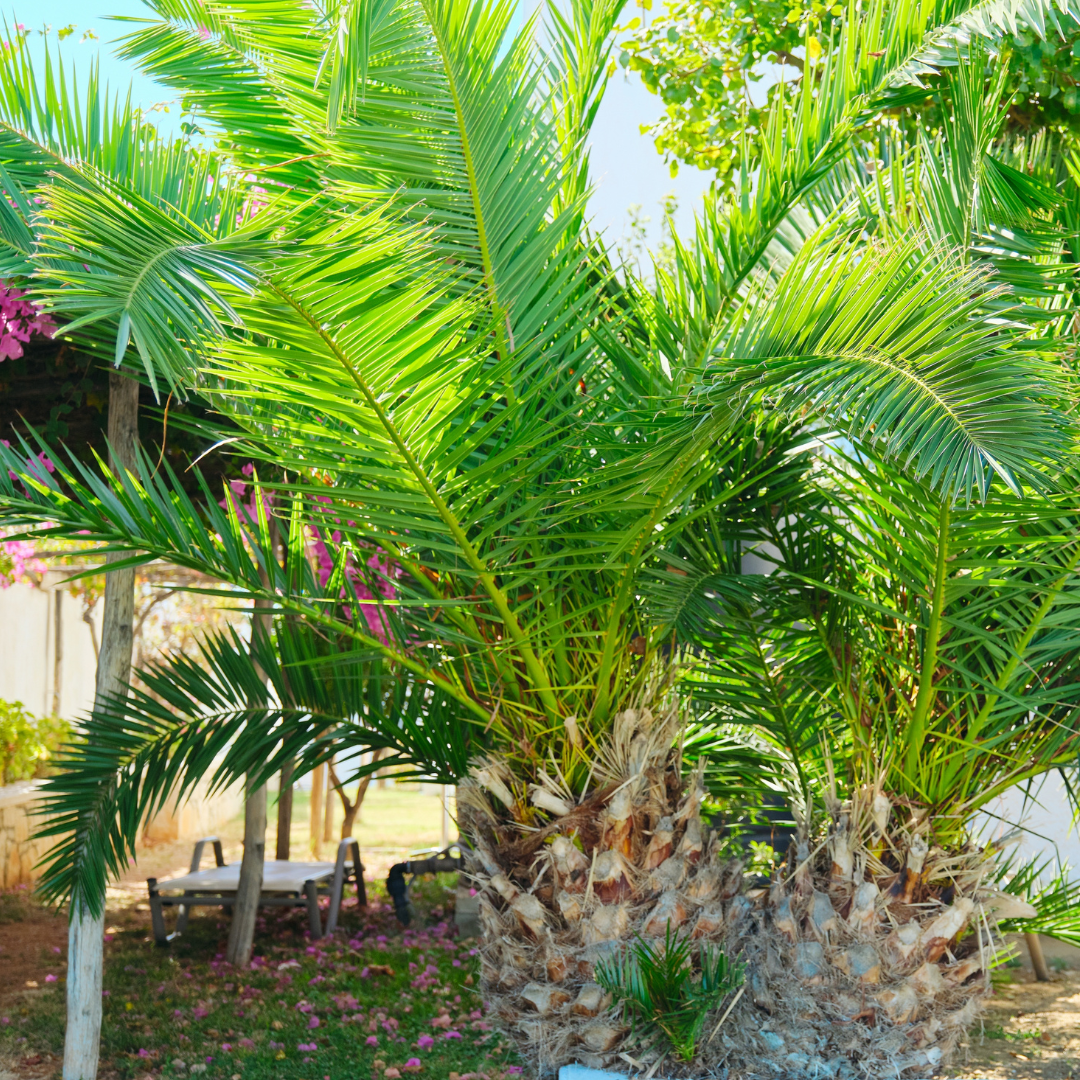 加纳利海枣椰 Canary Island Date Palm