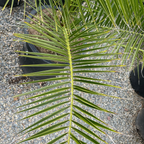 加纳利海枣椰 Canary Island Date Palm