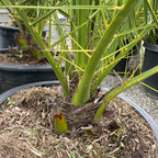 加纳利海枣椰 Canary Island Date Palm