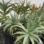 木立芦荟 Candelabra Aloe