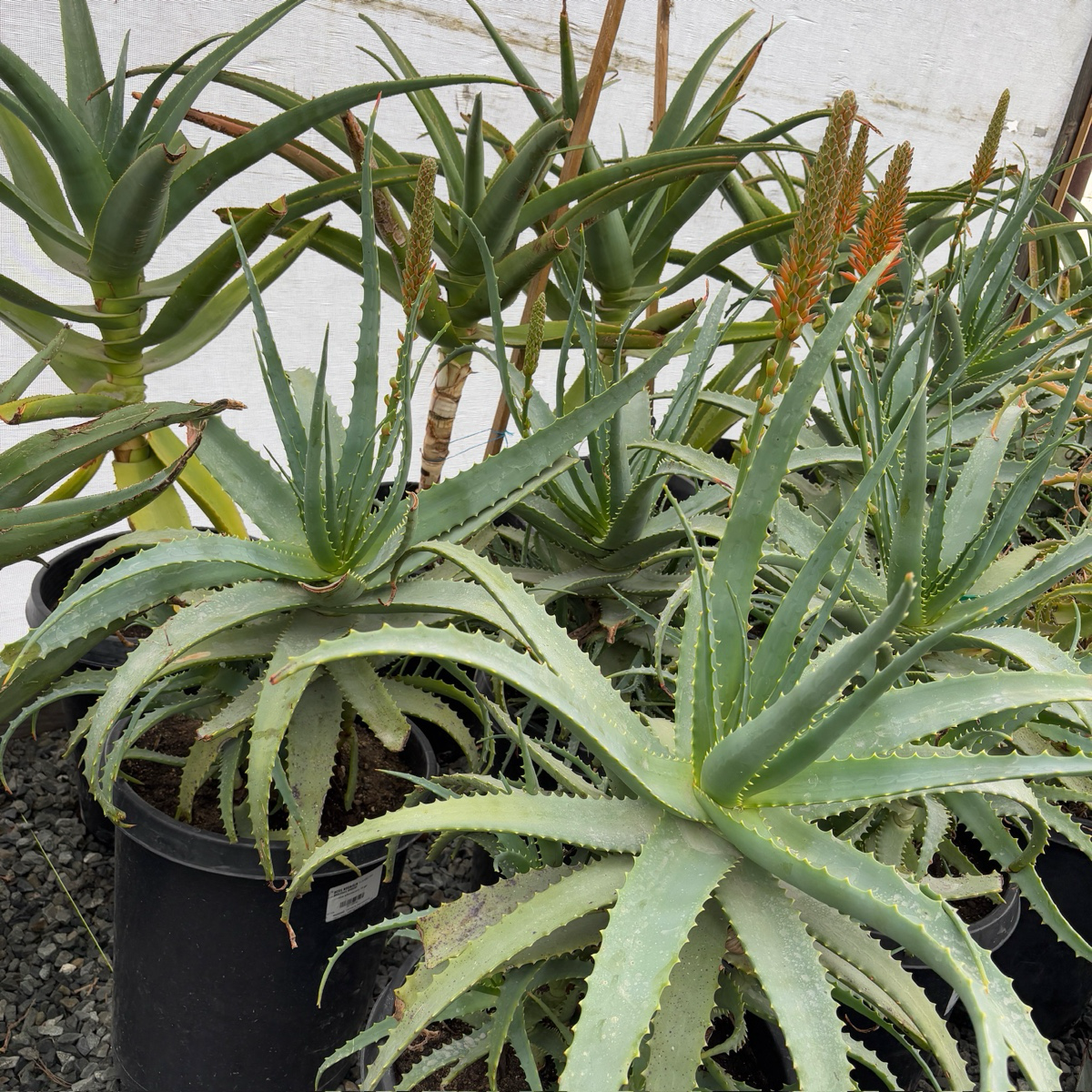 木立芦荟 Candelabra Aloe